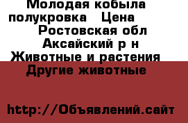 Молодая кобыла - полукровка › Цена ­ 65 000 - Ростовская обл., Аксайский р-н Животные и растения » Другие животные   